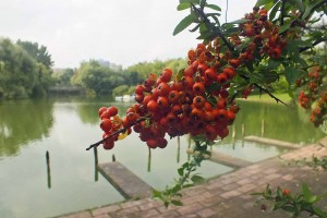 5-DSCF3769-adb