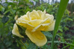 7-DSCF3689-adb