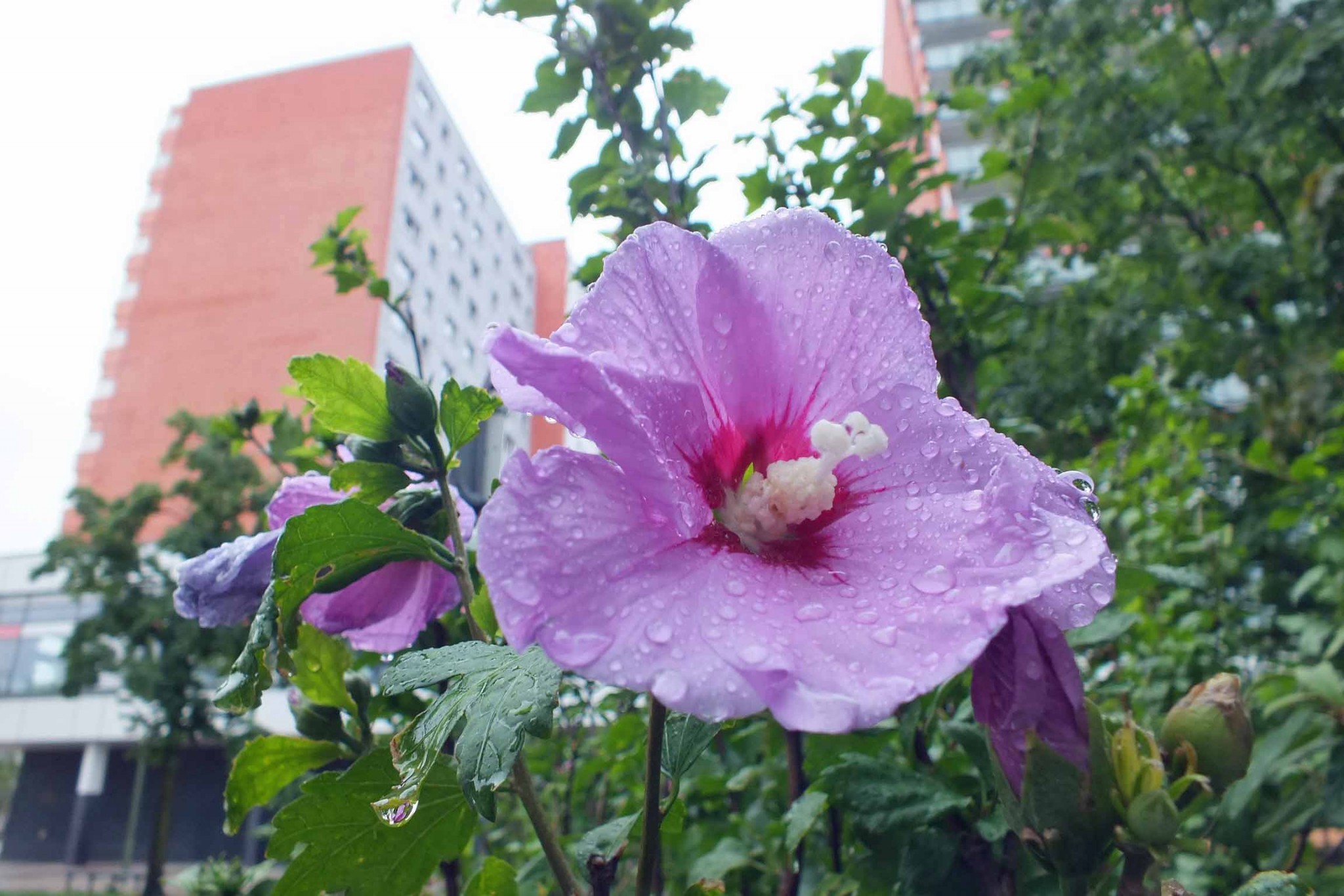8-DSCF3668-adb