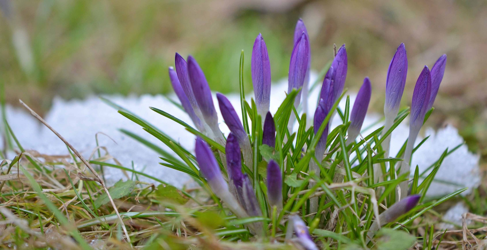 Bühne frei für den Frühling | Natur in Bild und Wort