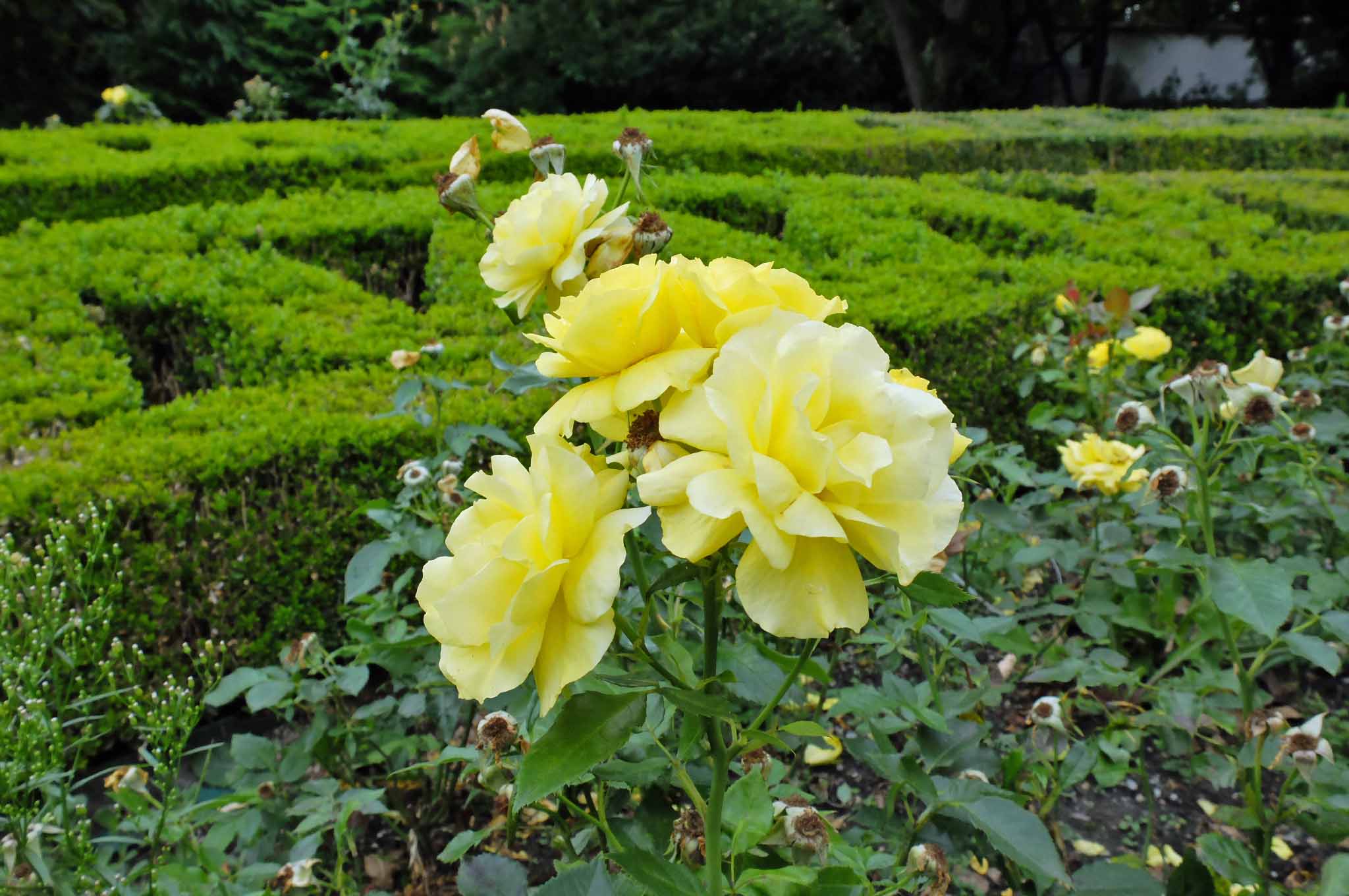 8-DSCF1796-adb
