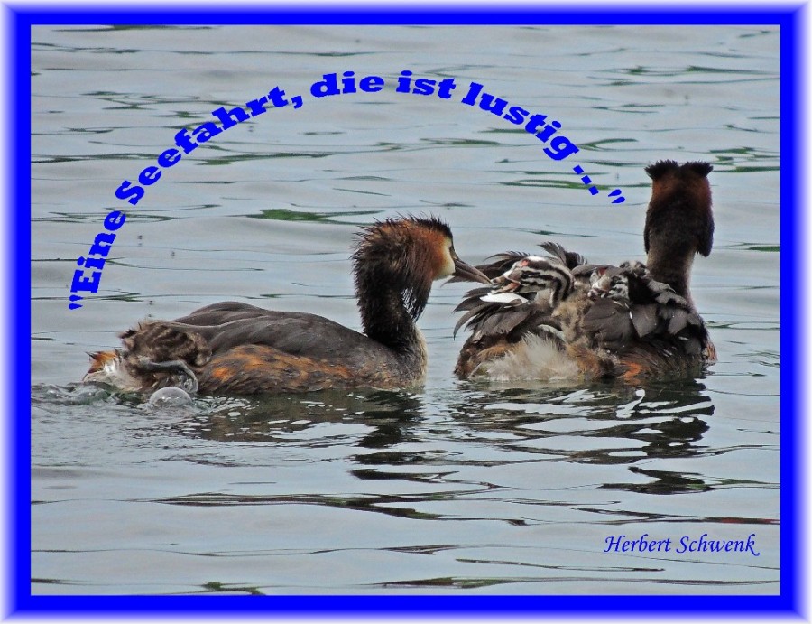 „Eine Seefahrt, die ist lustig…“ Natur in Bild und Wort