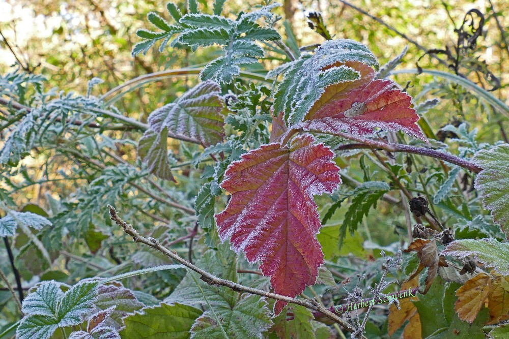 5-P1220284-adb
